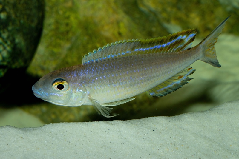 Lestradea perspicax 'Kawasindi Island'